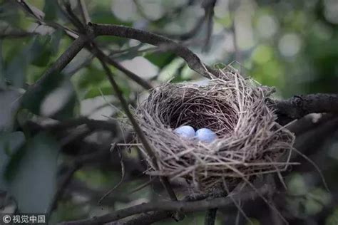 鳥在家築巢風水|【鳥在家築巢】鳥在家築巢的好處：居家風水變旺、運勢大轉!